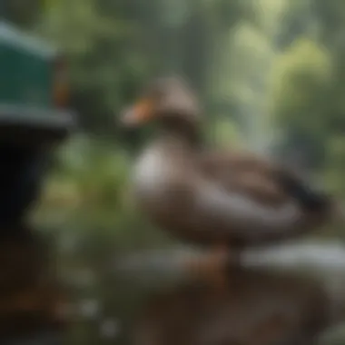 Transportation Care for Ducks Transportation of live ducks in a safe and comfortable setting
