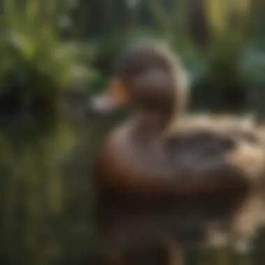 Various duck species in a natural habitat