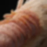 Close-up view of a chicken's foot showing signs of bumblefoot