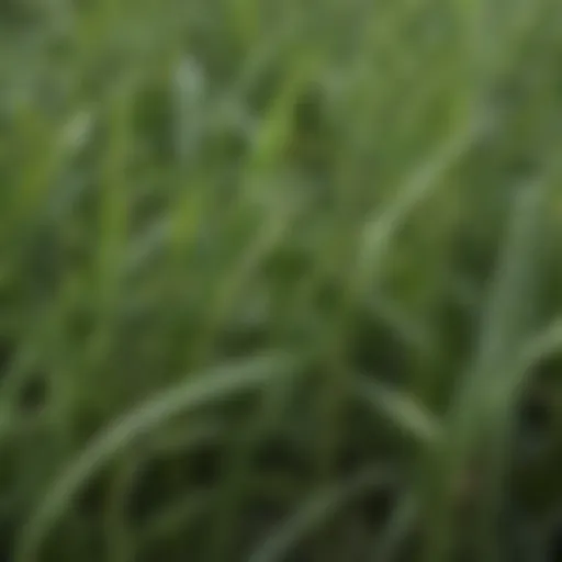 Close-up of alfalfa hay showing its rich green color and texture