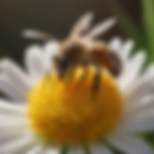 Close-up of a honeybee on a flower illustrating pollination.