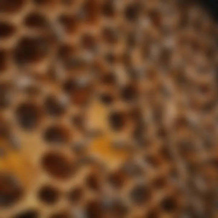 Cross-section of a beehive showcasing its structure.