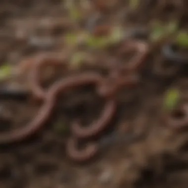 Nutrient-Rich Soil A close-up of nutrient-rich soil teeming with earthworms and beneficial microorganisms