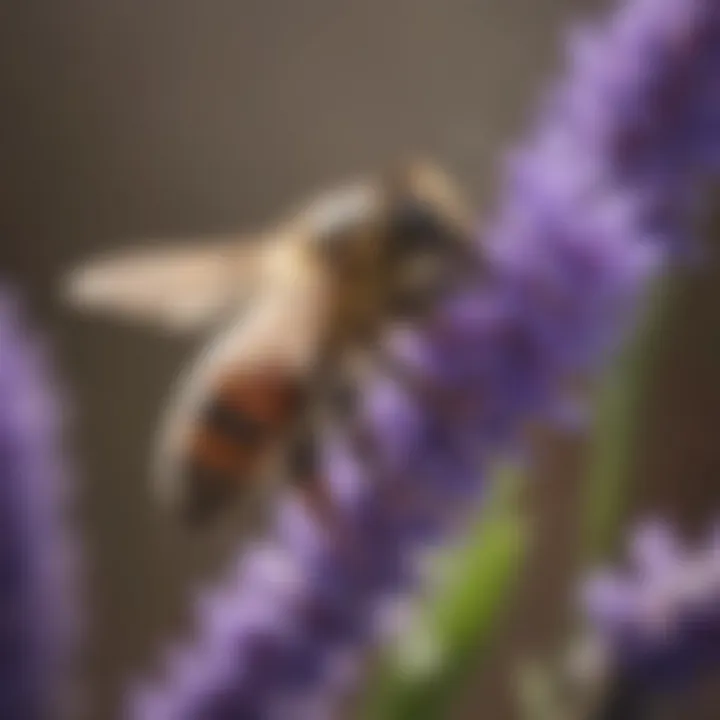 Close-up of a bee collecting nectar from a lavender bloom.
