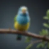 Colorful budgerigar perched on a branch