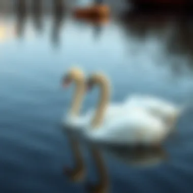 An elegant swan couple gliding across a tranquil lake, symbolizing love and fidelity