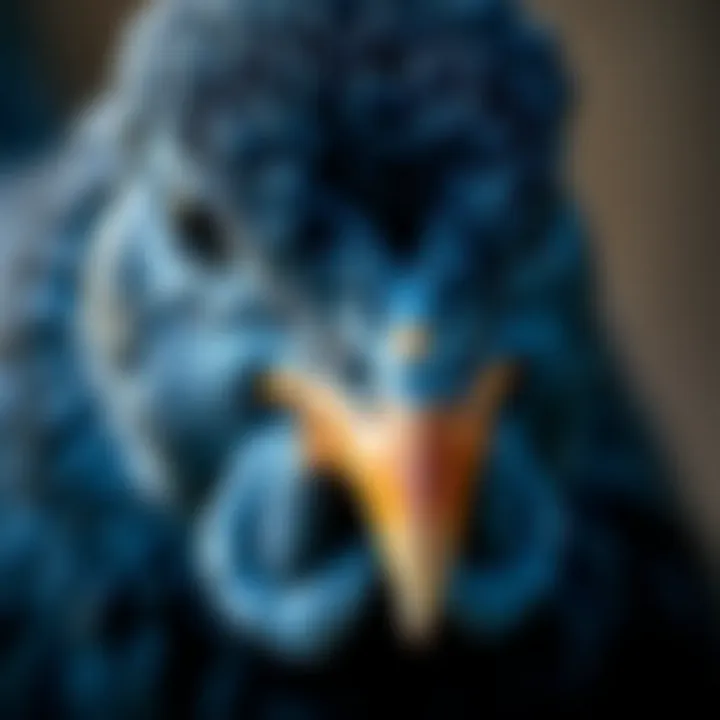 Close-up of a Blue Wyandotte's face highlighting its distinctive features.