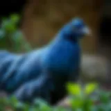 A stunning Blue Wyandotte in a natural setting showcasing its unique plumage.