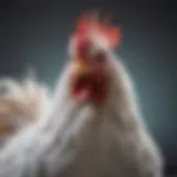 A majestic Brahma chicken showcasing its distinct feathering and size