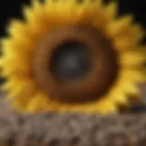 Nutritional composition of sunflower seeds