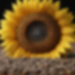 Nutritional composition of sunflower seeds
