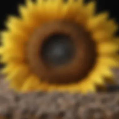 Nutritional composition of sunflower seeds