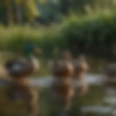 Ducks enjoying their meal at a pond