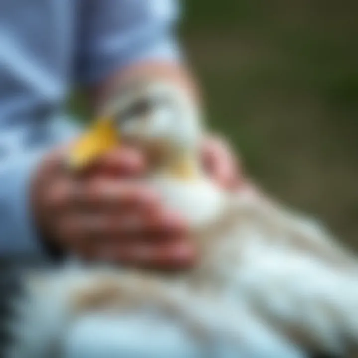 A person gently caring for a duck, showcasing bonding