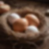 Freshly laid eggs in a nest