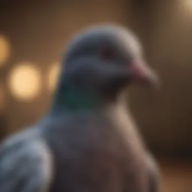 Exploring Diverse Pigeon Breeds A collection of pigeon breeds showcasing unique characteristics