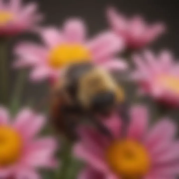 Close-up of a bee resting on a colorful flower