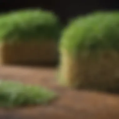 Comparison chart of alfalfa hay and other fodder options