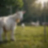 Portable electric fence setup for goats in a pasture