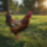 Electric poultry netting setup in a green field