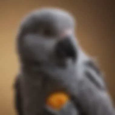 Nurturing African Grey Chick Close-up of African Grey chick in a nurturing environment