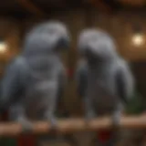 A pair of African Grey parrots in a serene aviary setting