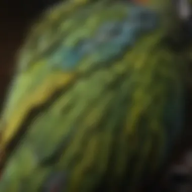 Close-up of Amazon Parrot's Colorful Feathers Close-up of an Amazon parrot displaying its colorful feathers
