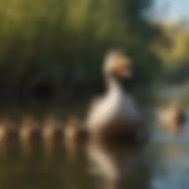 A duck enjoying social interaction with fellow ducks