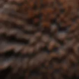 A close-up of a Black Copper Maran chick with distinctive feather patterns.