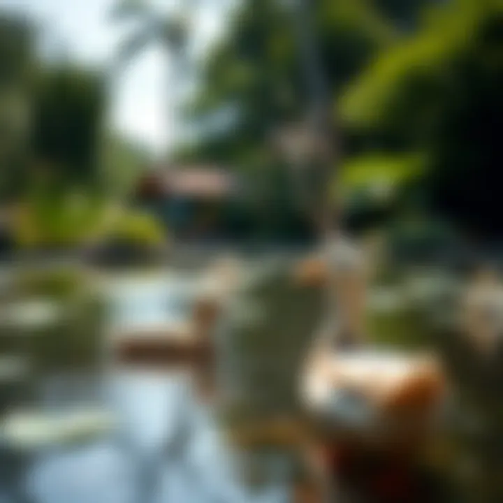 A serene duck pond with lush greenery