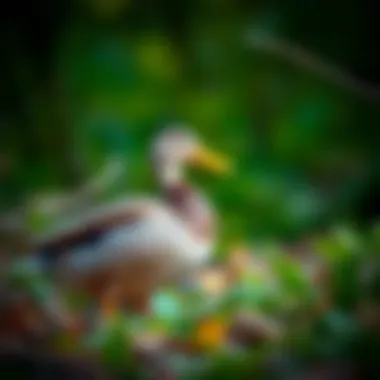 Mallard Duck in Nature Wild Mallard Duck in its natural habitat, illustrating its beauty and adaptability