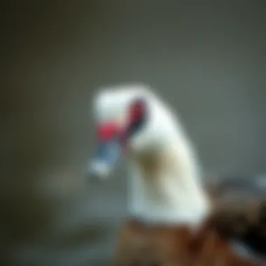 Muscovy Duck Characteristics Muscovy Duck with unique facial markings and a charming demeanor