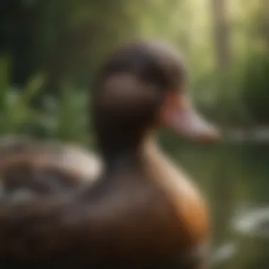 Healthy duck displaying vibrant feathers and clear eyes