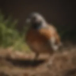 Various types of netting materials for quail flight pens