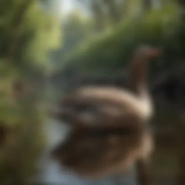 Maintenance Practices for Pekin Duck Habitats Essential maintenance practices for duck habitats