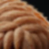 Close-up of chicken mites on feathers