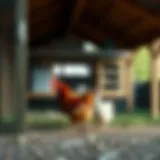 A well-designed chicken coop showcasing effective ventilation and space management.