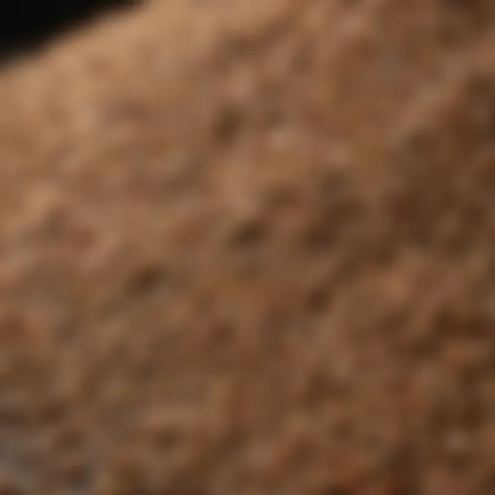 A close-up of high-quality scratch feed grains
