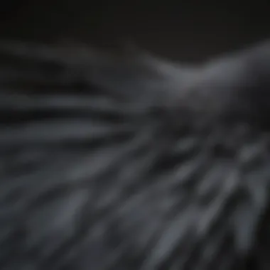 Close-up of a crow's tail highlighting its fan-shaped appearance.