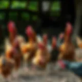 Diverse chicken breeds in a farm setting