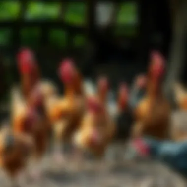 Exploring Chicken Breeds Diverse chicken breeds in a farm setting