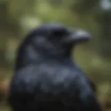 Close-up of a crow with glossy black feathers