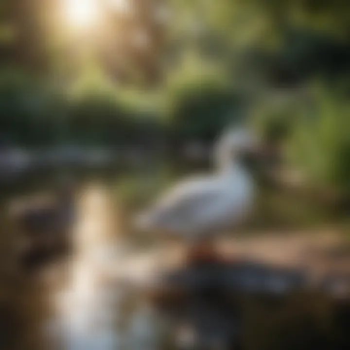 A serene pond environment ideal for ducks