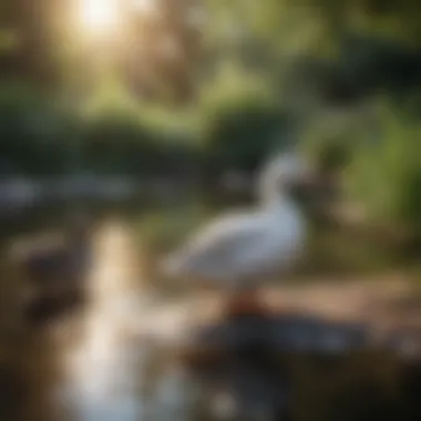 Ideal Habitat for Domestic Ducks A serene pond environment ideal for ducks