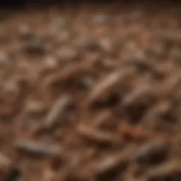 A vibrant assortment of dried crickets showcasing their texture and variety.