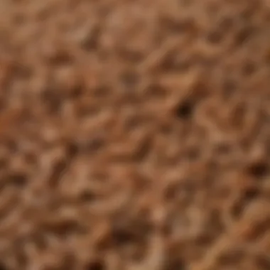 Close-up of dried mealworms showcasing their texture and color