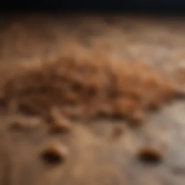 Natural Form: Dried Mealworms for Pets Dried mealworms scattered on a wooden surface, highlighting their natural form