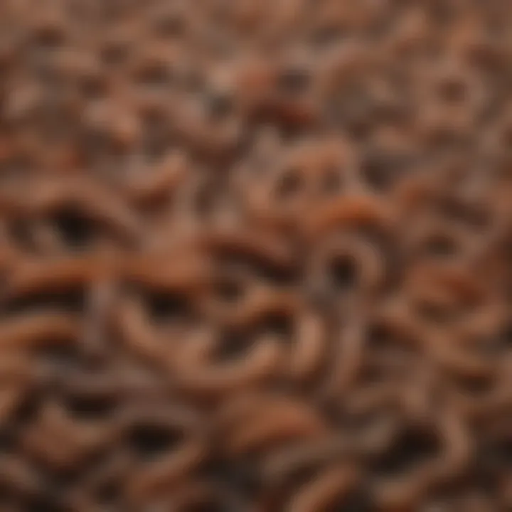 A close-up of dry worms highlighting their texture and appearance