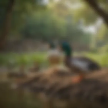 A serene small-scale farm setting featuring East Indian ducks interacting with their environment.