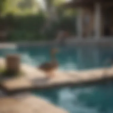Physical Barriers to Prevent Duck Access Physical barriers around a pool